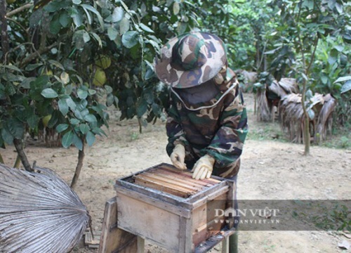 Hà Tĩnh: Tiết lộ "tuyệt kỹ công phu" thu lợi kép "giấu" trong vườn bưởi hơn 2.000 quả chín vàng