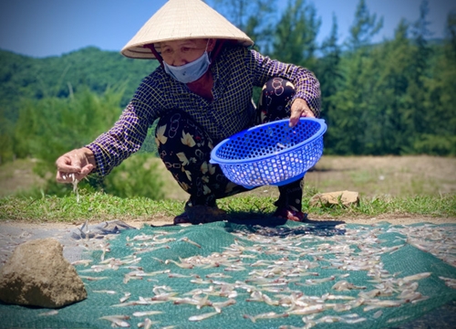 Ngư dân Hà Tĩnh trúng đậm cá cơm, mỗi ngày thu tiền triệu