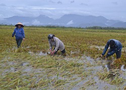 Quảng Trị: Bão số 5 cận kề, gần 1000 ha lúa nguy cơ đổ ngã