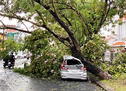 Cây gãy đè lên người, chuyên viên phòng giáo dục ở TP.Huế tử vong