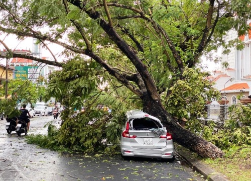 Cây gãy đè lên người, chuyên viên phòng giáo dục ở TP.Huế tử vong