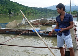 Hà Giang: Đầu tư 15 tỷ giúp nông dân nuôi cá lồng đặc sản, quy mô 1.000 lồng