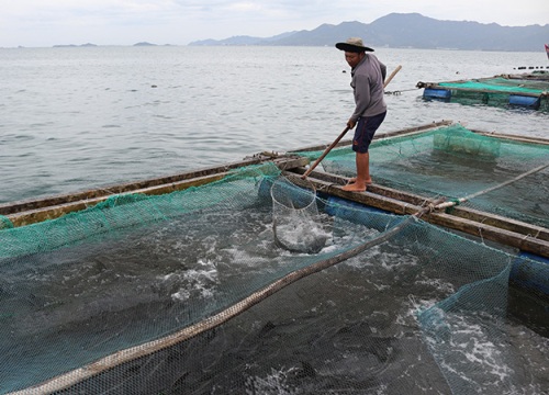 Khánh Hoà: Khốn khổ, cá bớp đặc sản chết hàng loạt, có hộ cá chết sạch, vớt lên 2 tấn