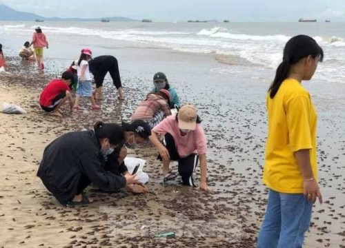 Người dân Quảng Bình nhận 'lộc trời' chưa từng thấy sau cơn bão đi qua