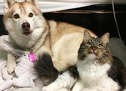 Những hình ảnh 'cưng xỉu' về tình bạn đặc biệt giữa mèo và chó Husky