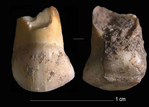 Phát hiện răng sữa 48.000 năm tuổi