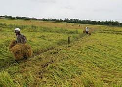 Phú Yên: Nông dân tranh thủ thu hoạch lúa vì sợ mưa bão