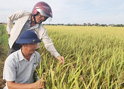 Quảng Bình: Lúa hữu cơ DT 18 hiệu quả cao