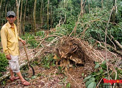 Sau bão, nông dân khóc ròng vì &#8220;vàng trắng&#8221;