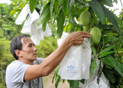 Trung Quốc tạm ngừng nhập khẩu xoài do vi phạm mã số vùng trồng, cần giám sát chặt