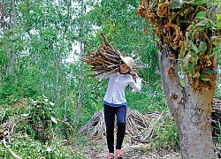 Từ gánh củi đến giảng đường