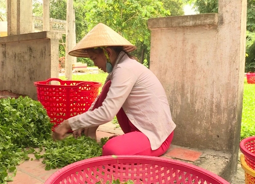 Trồng rau má quanh nhà, mỗi năm thu nhập hàng trăm triệu đồng