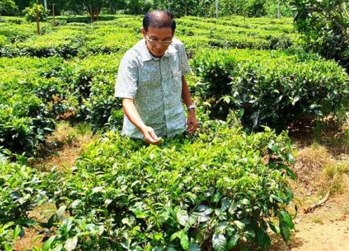 Bình Định: Giống chè đặc sản có tên rất lạ suýt bị bỏ quên, nay lại thành cây "hái ra tiền"