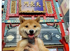 Chó Shiba nổi tiếng vì hay cười