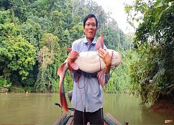 Kinh ngạc xem hội anh em vào rừng già săn cá lăng nặng hơn 15 kg!!!