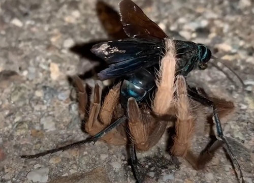 Ong bắp cày hạ gục nhện Tarantula