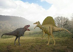 Phát hiện hàng trăm răng hóa thạch của Spinosaurus