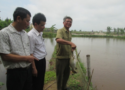 Thái Bình: Nuôi cá đặc sản, trồng chuối tây lai nông dân nhanh khấm khá