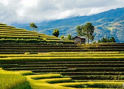 Thu năm nay nhất định phải lên Mù Cang Chải ngắm lúa chín vàng ươm trên những thửa ruộng bậc thang: Đẹp đến ngây ngất lòng người!