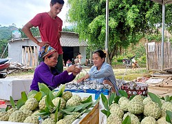 Tuyên Quang: Vùng đất dân đổi đời nhờ trồng những cây na thấp tè mà ra toàn quả to bự