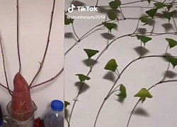 Bonsai khoai lang leo khắp nhà