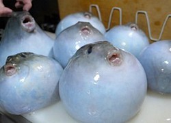 Đầu bếp chế biến cá nóc độc