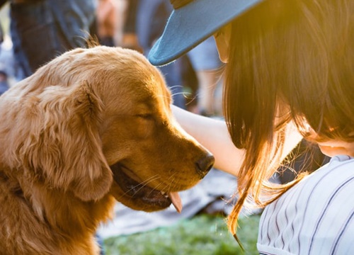 Điểm danh các chòm sao người yêu có thể không có nhưng pet thì phải có một em