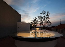 Gia đình ở Hà Nội trồng cả vườn bưởi trên sân thượng