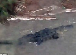 Mỹ: Cá sấu bất ngờ bơi trong... sân nhà dân