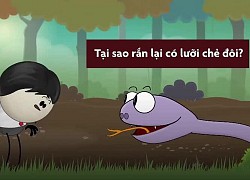 Tại sao lưỡi rắn lại chẻ đôi
