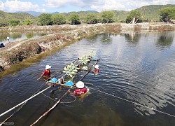 Hơn 1.000 tấn cá mú tồn trong ao nuôi ở Cam Ranh