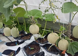 Ý tưởng thiết kế vườn trên sân thượng đẹp và hiệu quả