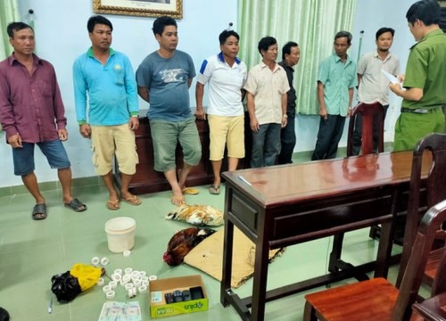 Bạc Liêu: Triệt phá sân gà Phúc Heo, khống chế 8 đối tượng