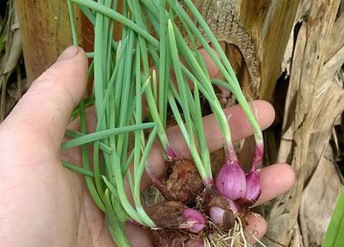 Cách trồng hành không cần đất, chỉ với 5 nghìn có hành ăn quanh năm