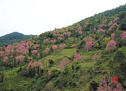 Rừng hoa mai anh đào đua nhau khoe sắc say lòng du khách