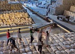 Giá gạo Việt Nam giao dịch ở mức cao nhất trong 9 năm