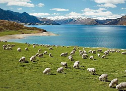 Bài dự thi "New Zealand - Bật mí trăm điều thú vị": New Zealand và niềm mơ của bố