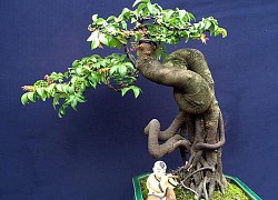 Cận cảnh những cây khế bonsai "tý hon" thế siêu đẹp