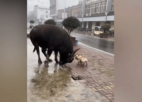 Cún con lao vào đánh trâu chọi