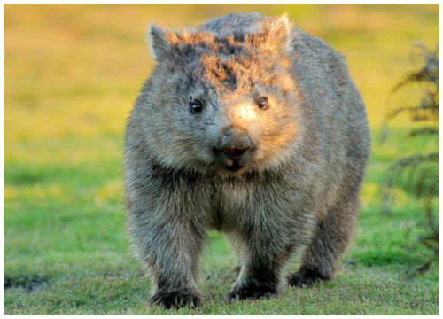 Tại sao gấu túi wombat có phân hình khối vuông?