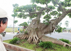 Cây sung thế "lạ" đại gia Hà thành "hét giá" 10 tỷ gây choáng