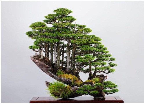 Độc lạ khu rừng bonsai tí hon của Masahiko Kimura