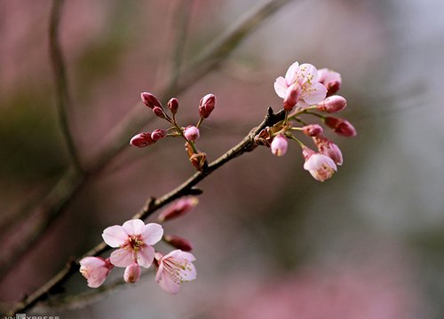 Mai anh đào nhuộm hồng Đà Lạt