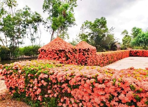 "Dành cả thanh xuân" để làm hàng rào hoa, gia đình ở miền Tây khiến ai nấy mắt tròn mắt dẹt với thành quả đáng đồng tiền bát gạo