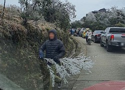 Đi chiêm ngưỡng băng tuyết, nhiều du khách "tiện tay" bẻ luôn cả cây