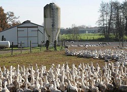 Pháp tiêu hủy hàng trăm nghìn con vịt do lo ngại dịch cúm gia cầm H5N8