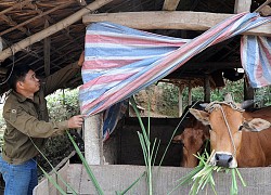 Vùng núi cao nhiệt độ có nơi dưới 0 độ C