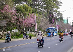 5 cung đường ngắm mai anh đào Đà Lạt