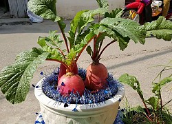 Chán đào, quất ngày Tết, dân mạng "đổi gió" sang chơi loạt cây bonsai chất lừ: Củ cải khổng lồ nở hoa tím biếc, táo lùn "pha-ke" chi chít quả đỏ