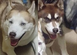 Lỡ trêu &#8220;kẻ mà ai cũng biết là ai đấy&#8221;, đám Husky nhận cái kết khiến sen vừa xót vừa buồn cười